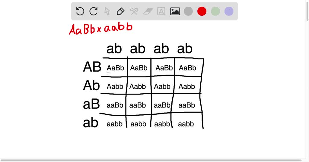 Solved Among The Dihybrid Crosses Below Which Will Give A 1111 Phenotypic Ratio Aabb X 8981