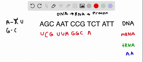 Directions: Protein Synthesis Worksheet 1 st Fill in the complimentary ...