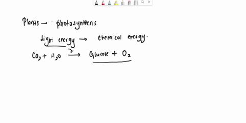 all-of-the-pigments-electron-carriers-and-enzymes-necessary-for-___________-of-photosynthesis-are-located-in-on-____________a-the-light-reactions-the-thylakoidsb-the-light-reactions-the-stro-00203
