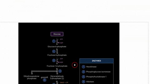 1-what-is-the-purpose-of-the-glycolytic-pathway-only-include-how-many-atps-are-produced-and-what-reactions-are-involved-in-the-production-of-atp-in-glycolysis-only-where-does-glycolysis-occu-34378