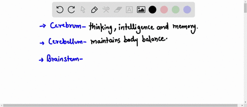 which-of-the-following-combinations-is-a-correct-match-between-brain-part-and-its-function-a-cerebrum-coordination-and-balance-b-cerebellum-automatic-response-to-stimulus-c-brainstem-respons-52461