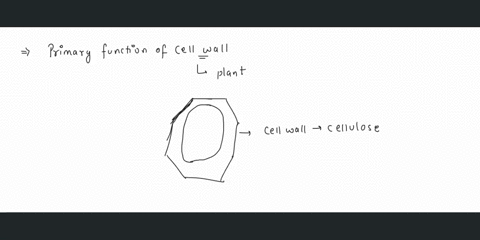 the-primary-function-of-the-cell-wall-is-to-o-support-and-protect-the-cell-a-store-dna-b-direct-the-activities-of-the-cell-c-help-the-cell-move-89349