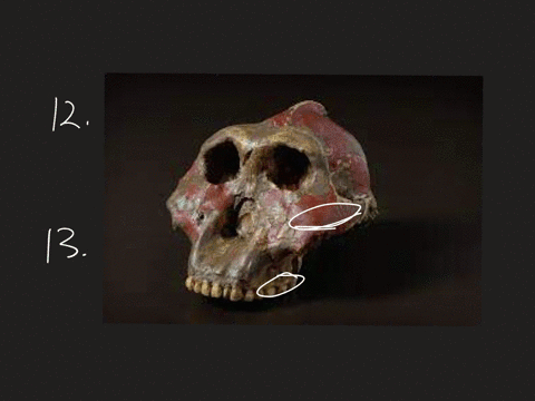 question-12-333-pts-which-of-the-following-is-not-a-specialized-chewing-adaptation-found-in-genus-paranthropus-robust-australopiths-large-zygomatic-arches-sagittal-crest-large-molars-smaller-53183