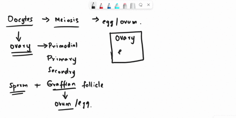 trace-the-pathway-of-the-oocyte-from-the-ovary-to-the-uterus-describe-how-the-oviduct-aids-the-mivememt-of-the-oocyte-00412