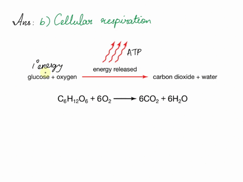 im-which-process-are-glucose-and-oxygen-the-reactants-a-photosynthesis-b-cellular-respiration-c-atp-production-d-adp-production-00012