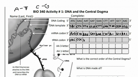 bio-340-activity-1-dna-and-the-central-dogma-name-last-first-complete-dna-coding-atg-gag-aat-gat-gaa-ctt-att-gct-aac-dna-template-3-nucleus-mrna-codon-5-trna-codon-3-oar-aa-3-letter-aa-1-let-81808