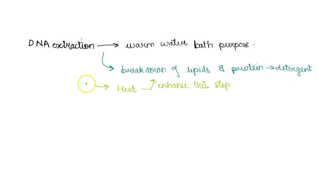 In DNA extraction; what is the purpose of the warm water bath? to