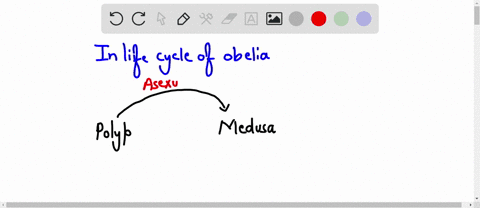 question-39-1-point-the-cnidarian-life-cycle-varies-from-species-to-species-the-specics-obelia-is-characterized-by-exclusively-dominant-medusa-stage-exclusively-dominant-polyp-stagc-alternat-68948