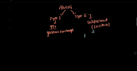 surfactant-functions-in-decreasing-within-the-alveoli-of-the-lungs-95213