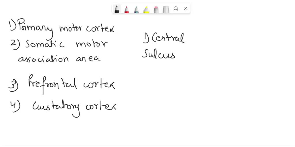 SOLVED: Regions: Hippocampus, hypothalamus, basal ganglia, reticular ...