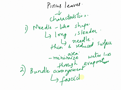 how-do-the-leaves-of-pinus-differ-from-those-of-other-conifers-02674