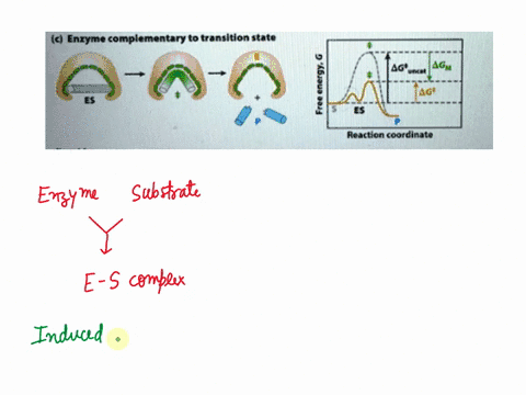 two-inodels-have-been-proposed-to-understand-the-formation-of-the-enzyme-substrate-complex-1-the-lock-key-model-and-2-the-induced-fit-model-using-the-figure-below-which-model-of-enzyme-catal-82259