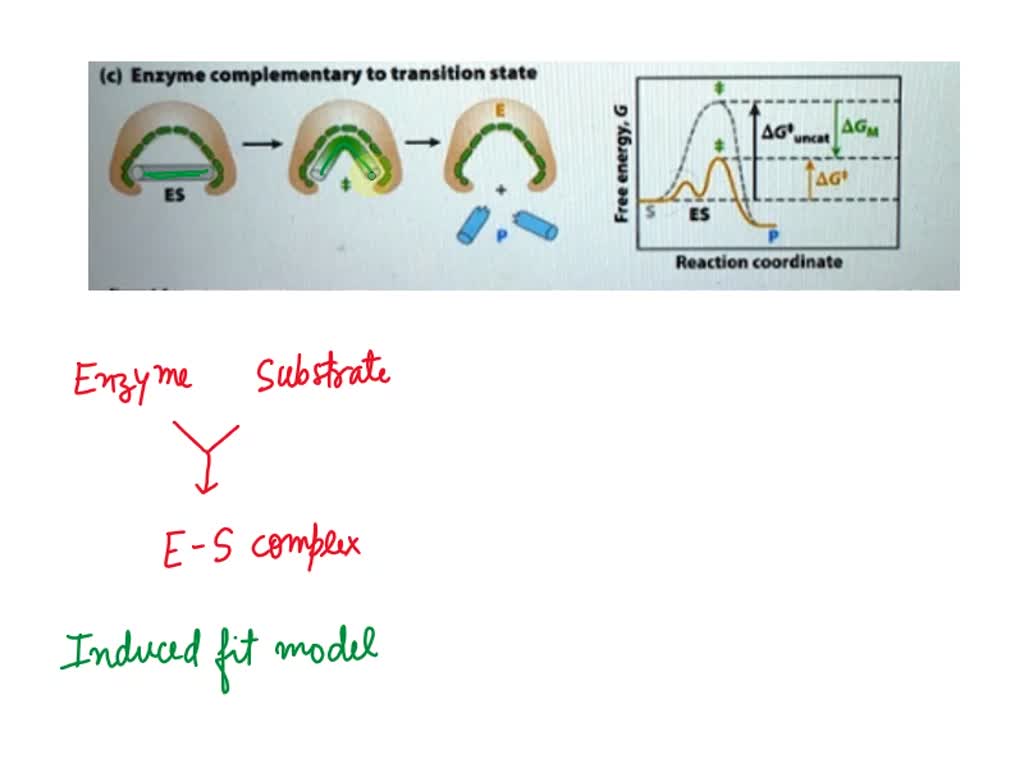 SOLVED: Two Models Have Been Proposed To Understand The Formation Of ...