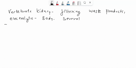in-which-part-of-the-vertebrate-kidney-is-micronutrient-uptake-and-elimination-acutely-controlled-collecting-duct-glomerulus-loop-of-henle-proximal-tubule-46494