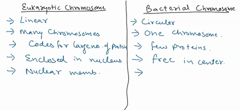 what-are-the-differences-between-bacterial-chromosome-and-eukaryotic-chromosome-compare-and-explain-67194