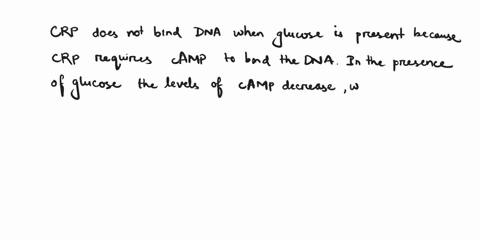 why-thc-crp-proteln-does-not-bind-dna-when-glucosc-is-present-because-crp-gnins-the-right-structurc-to-bint-dna-only-mtht-proteln-also-bind-camp-because-crp-is-not-expressed-in-the-cell-when-81288