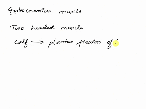 the-gastrocnemius-is-more-effective-as-a-plantar-flexorwith-the-knee-in-flexion-true-or-false-true-false-86051