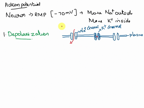 describe-the-influx-and-efflux-of-sodium-and-potassium-ions-during-an-action-potential-in-a-neuron-10-points-08048