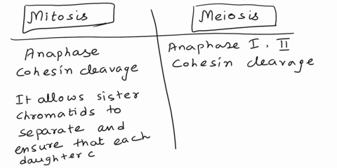 why-is-the-difference-in-cohesin-cleavage-in-mitosis-and-meiosis-important-for-proper-segregation-in-each-respective-cell-division-what-role-do-shugosin-and-separase-have-in-each-type-of-div-62972