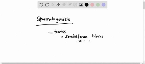question-11-0-1-pts-how-long-approximately-does-it-take-from-the-moment-when-a-spermatogonium-starts-mitosis-and-spermatozoa-are-ready-for-the-next-stage-week-3-weeks-10-wccks-wceks-24496