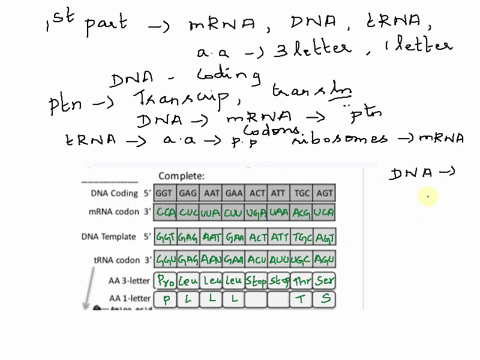 bio-340-activity-1-dna-and-the-central-dogma-name-last-first-complete-dna-coding-ggt-gag-aat-gaai-acti-att-tgc-agt-mrna-codon-nancleg-dna-template-trna-codon-nuc-pore-letter-letter-anino-c-e-42348