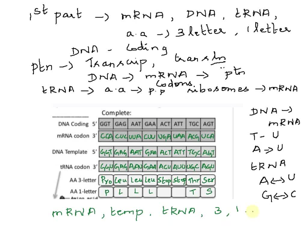 SOLVED BIO 340 Activity 1 DNA and the Central Dogma Name (Last