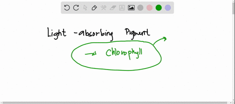 which-term-identifies-a-light-absorbing-pigment-photosystem-ferredoxin-thylakoid-chlorophyll-16969