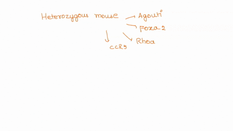 suppose-that-a-heterozygous-mouse-has-been-bred-with-four-genes-of-interest-agouti-foxa2-rhoa_-and-ccrs-on-two-different-chromosomes-the-agouti-phenotype-is-coded-by-an-autosomal-recessive-a-64046