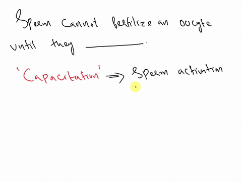 sperm-cannot-fertilize-an-oocyte-until-they-______-a-are-activated-by-sustentacular-cells-of-the-vagina-b-undergo-activation-c-are-in-the-vagina-for-3-days-d-lose-their-acrosome-e-undergo-ca-85307