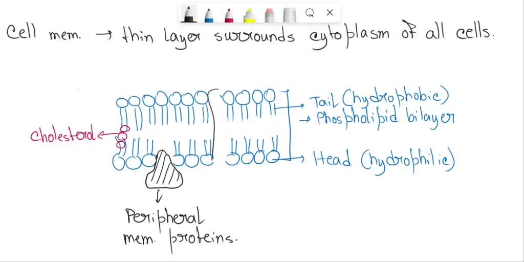 SOLVED: Draw picture of the cell membrane; Include the ECF, ICF ...