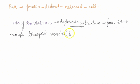 when-a-protein-is-destined-to-be-secreted-out-of-a-cell-which-of-the-following-represents-the-correct-order-of-organelles-that-it-travels-through-a-golgi-er-transport-vesicles-secretory-vesi-57584