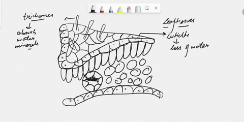 function-and-structure-of-leaf-palisade-cell-96196