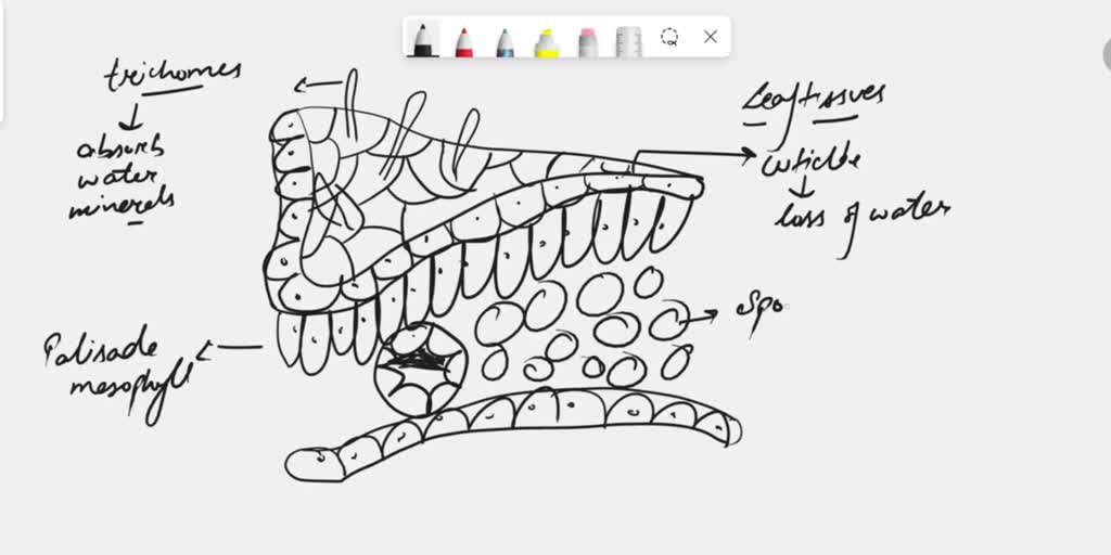 solved-function-and-structure-of-leaf-palisade-cell