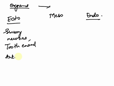 place-each-of-the-terms-in-the-proper-category-to-identify-whether-they-are-arise-from-the-ectodermmesoderm-or-endoderm-muscle-sensory-neurons-ectoderm-tooth-enamel-anterior-pituitary-dermis-26555