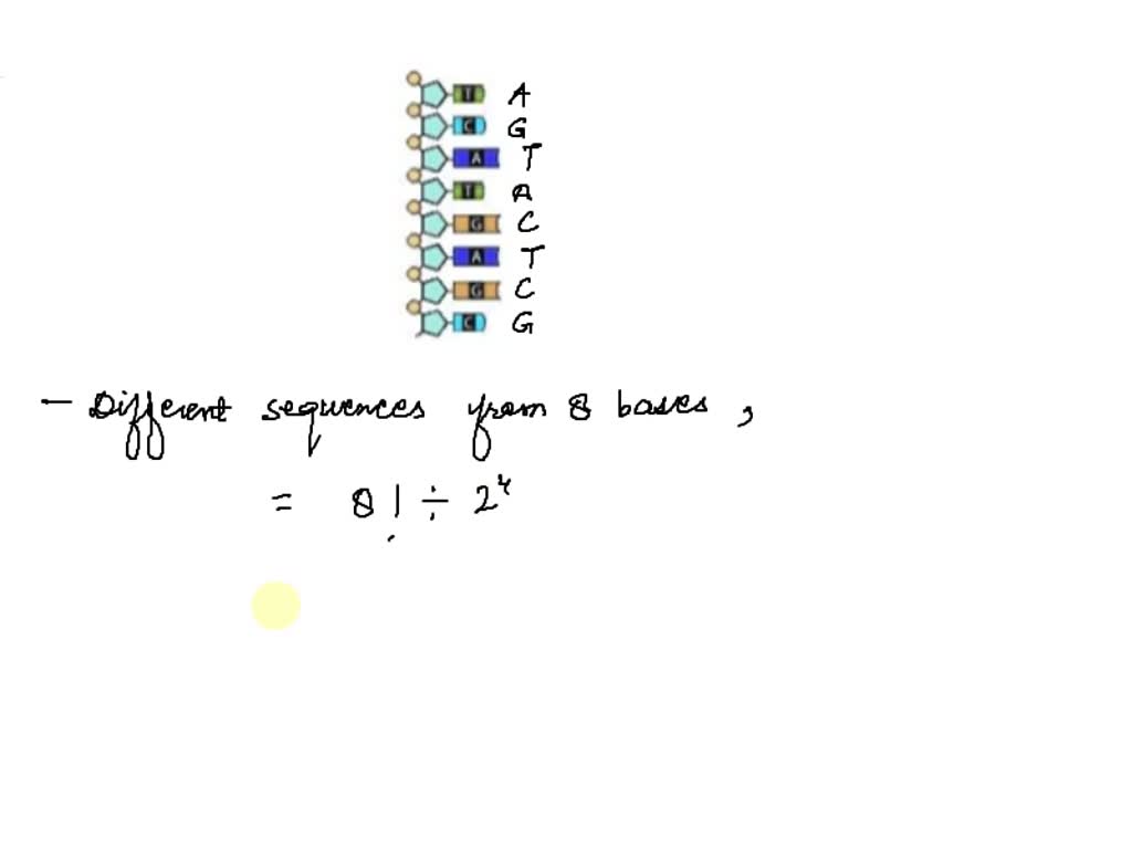 SOLVED Practice The leading strand of a DNA molecule (as shown) Draw