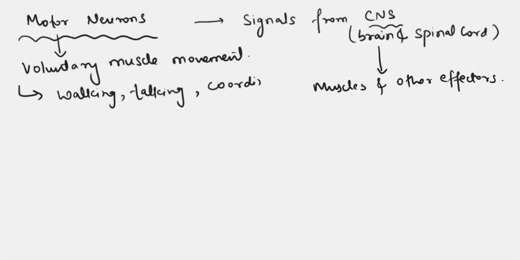 SOLVED relay messages from the brain spinal cord to muscles. a