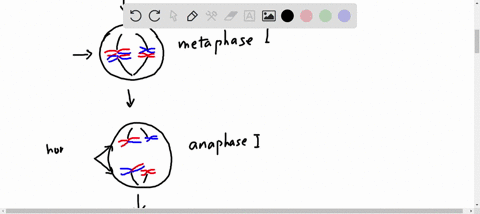 draw-out-the-different-phases-of-meiosis-start-with-only-4-chromosomes-2-from-mom-and-2-from-dad-chromosomes-from-mom-and-dad-should-be-homologous-to-each-other-chromosomes-from-mom-should-b-87498