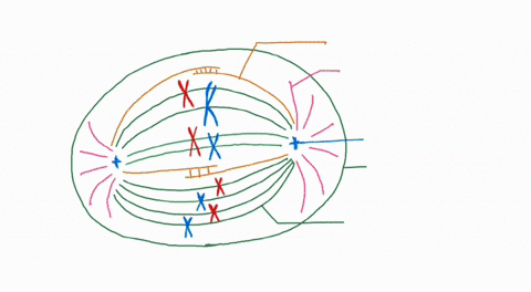 draw-a-somatic-cell-from-a-diploid-organism-with-4-unique-chromosomes-n4-in-metaphase-of-mitosis-make-sure-that-the-chromosomes-are-distinguishable-by-size-and-colored-differently-for-matern-09973