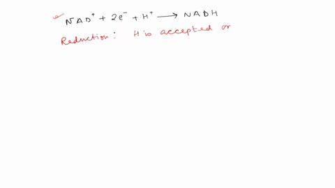 nad-2e-ht-_-nadh-which-of-the-following-statements-correctly-describes-the-reaction-above-single-displacement-of-nadh-combustion-of-nadt-breakdown-of-nadh-reduction-of-nad-24392