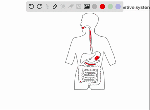 the-muscular-section-of-the-digestive-tract-removes-waste-from-the-digestive-tract-is-_______-the-colon-the-rectum-the-sphincter-the-anus-other-specify