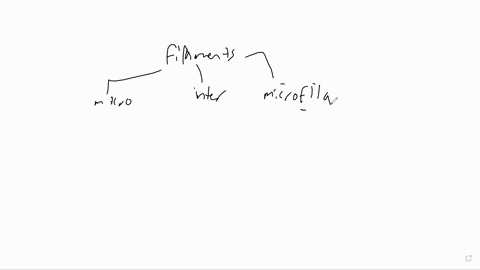 1-during-the-course-of-normal-human-development-the-muscle-myosin-protein-becomes-expressed-in-muscle-cells-but-not-in-non-muscle-cells-such-as-liver-cells-a-tf-this-expression-pattern-could-05123