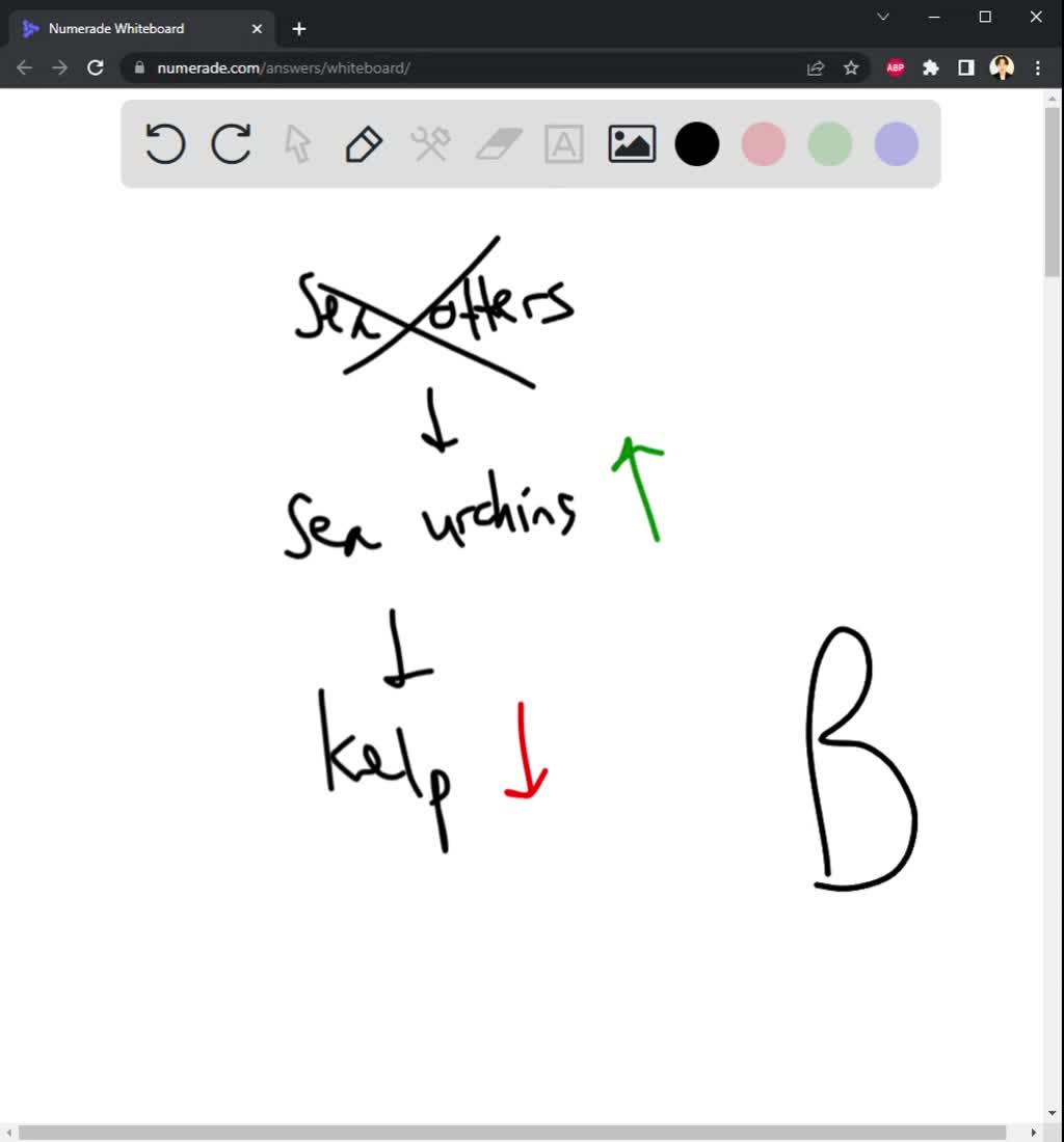 SOLVED: Consider the following food chain: Sea otters eat urchins and