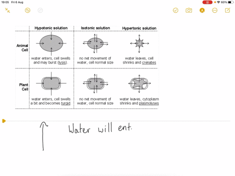 a-plant-cell-placed-in-distilled-water-will-_____-an-animal-cell-placed-in-distilled-water-will-_____-a-burst-burst-b-become-flaccid-shrivel-c-become-turgid-ldots-be-normal-in-shape-d-become-turgid--2