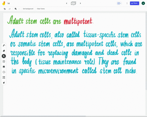 adult-stem-cells-are-__________-a-multipotent-b-pluripotent-c-found-in-the-inner-mass-of-a-developing-embryo-d-omnipotent-e-haploid-15446