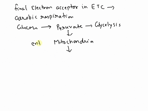 in-aerobic-respiration-what-is-the-final-electron-acceptor-in-the-electron-transport-chain-84814