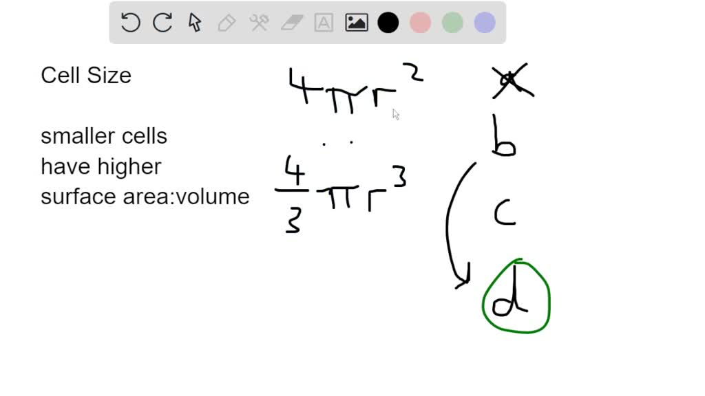 SOLVED What is a main biological reason cells are small? proteins and