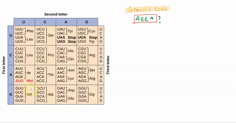 which-amino-acid-corresponds-to-the-codon-acc-tryptophan-threonine-isoleucine-glutamine-22475