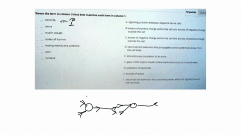 click-submit-to-complete-this-jssessment-question-_-question-41-choose-the-itcm-column-that-best-mutches-cach-iem-dendrite-points-suc-al-column-signaling-junction-betwcen-adjacentnenve-cells-70296