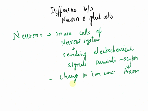 what-is-the-difference-between-neurons-and-glial-cells-in-nervous-tissue-45513