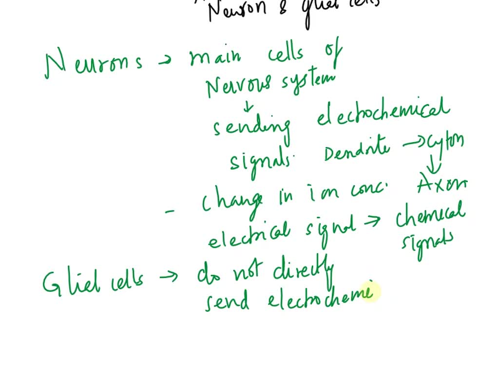 SOLVED What is the difference between neurons and glial cells in
